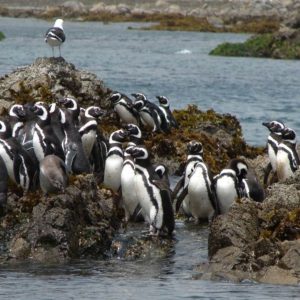 Full Day Chiloé: Ancud, Caulín y Pingüineras de Puñihuil